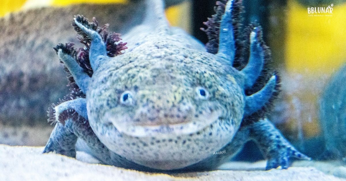 Axolotl- Exotic Pet Aquariums