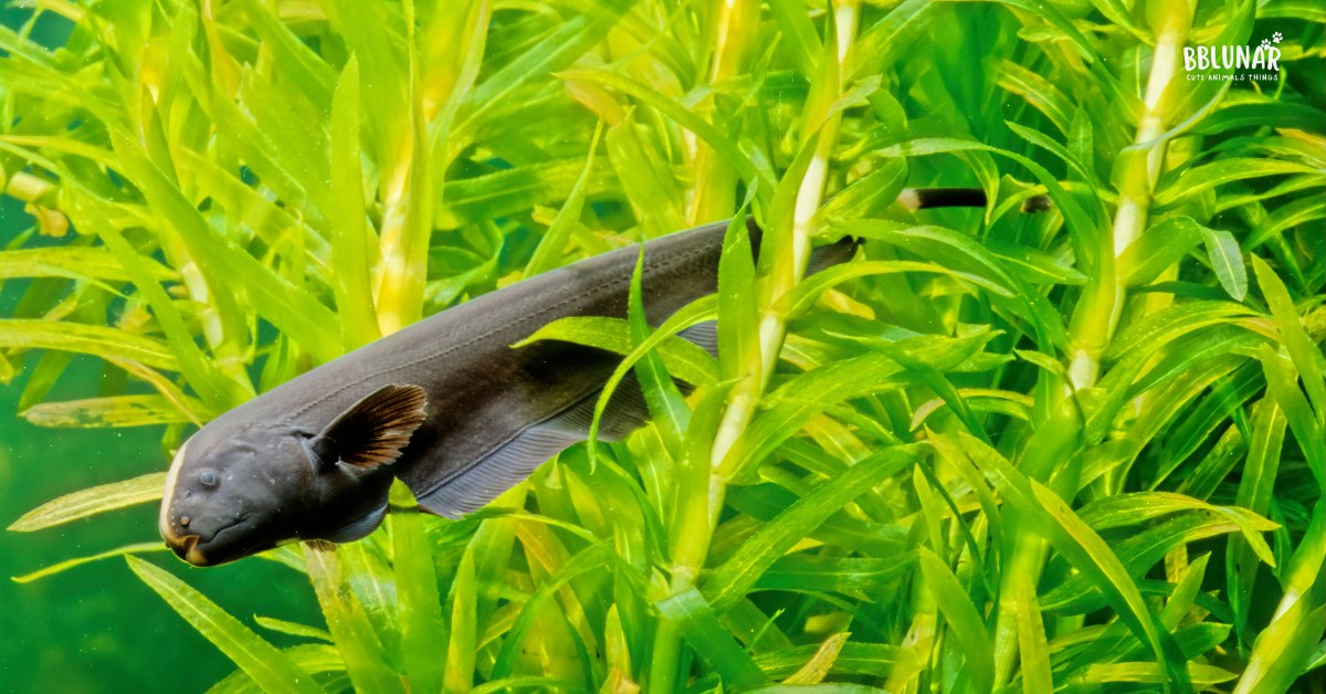 Black Ghost Knife-fish -Exotic Pet Aquariums