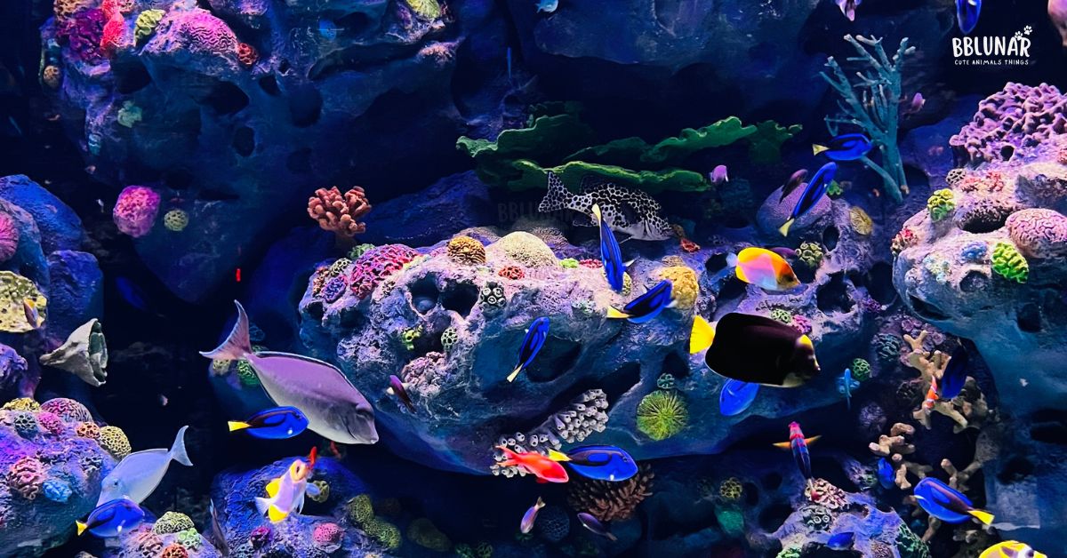 Exotic Pet Aquariums fish tank