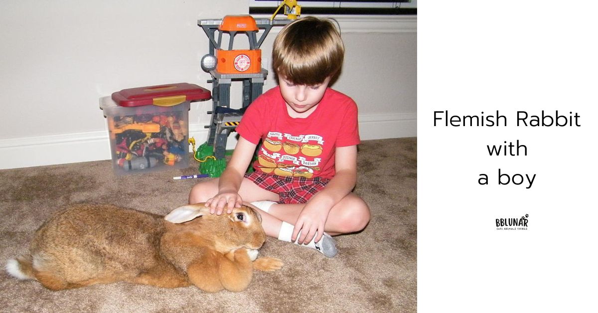 Flemish rabbit compared to a boy