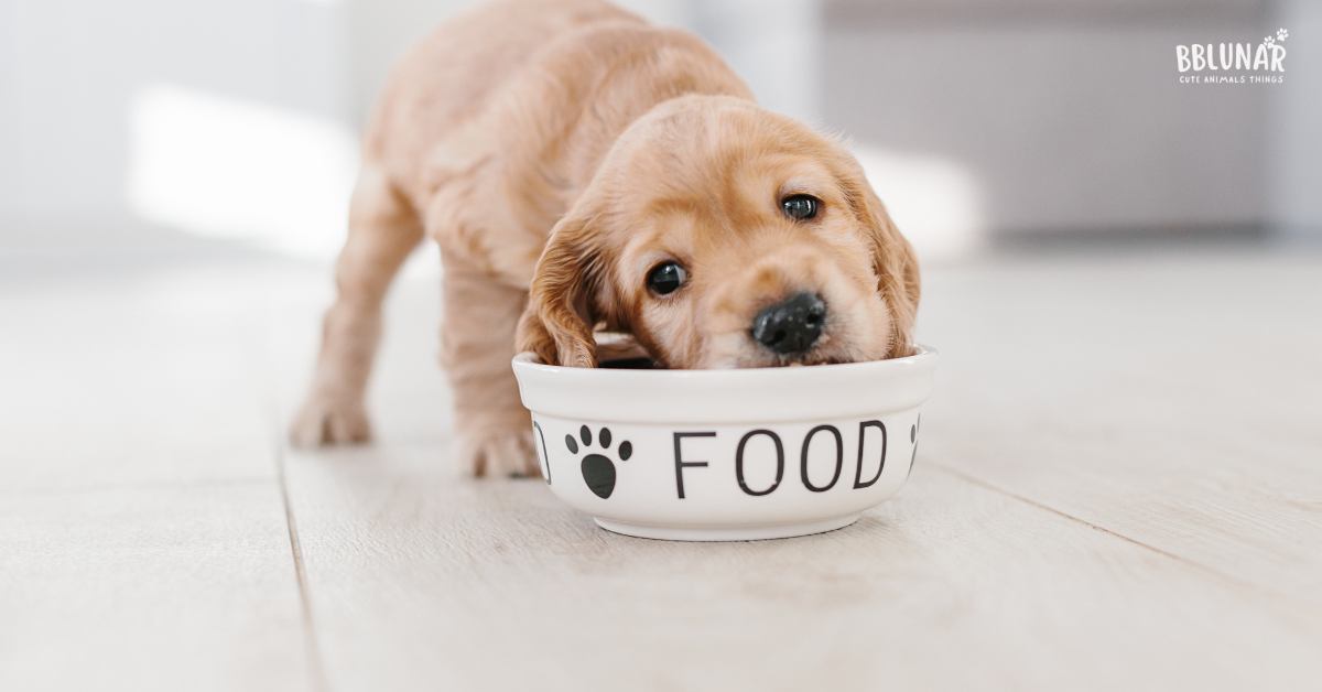 dog health with good food and diet