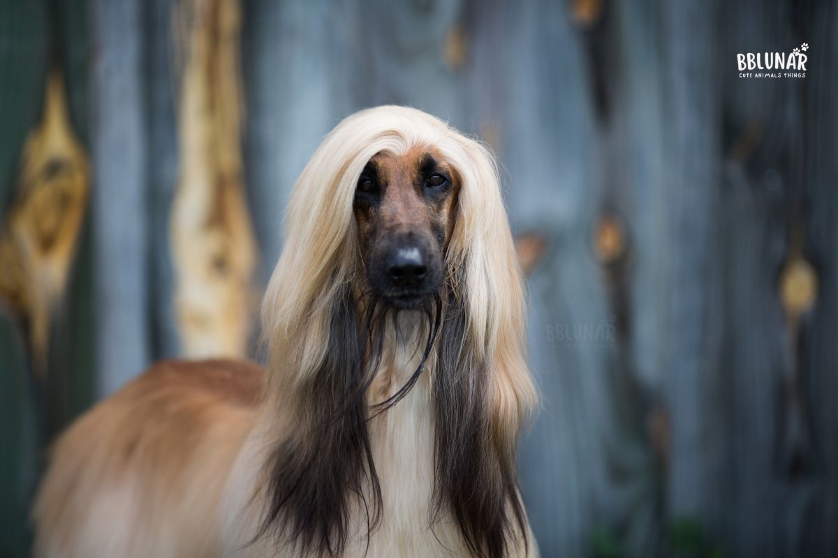 Luxurious Dog Breeds - Afghan Hound
