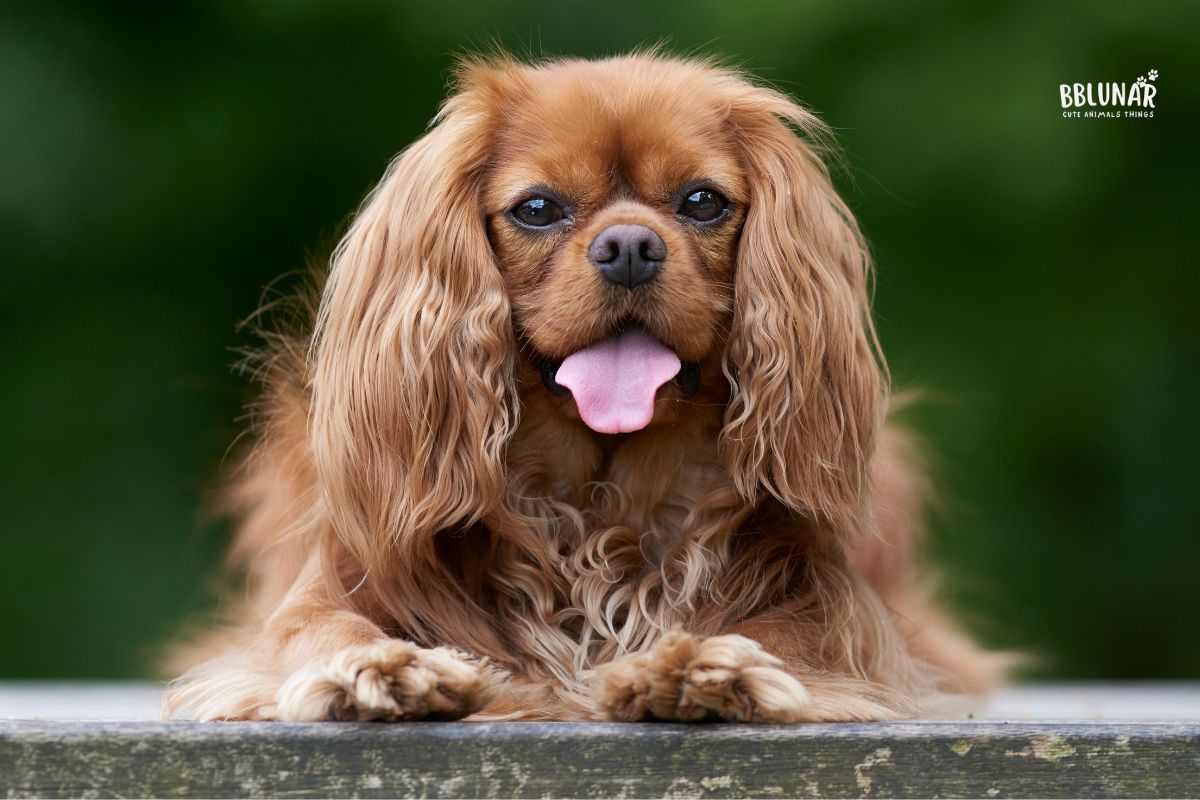 Luxurious Dog Breeds - Cavalier King Charles Spaniel