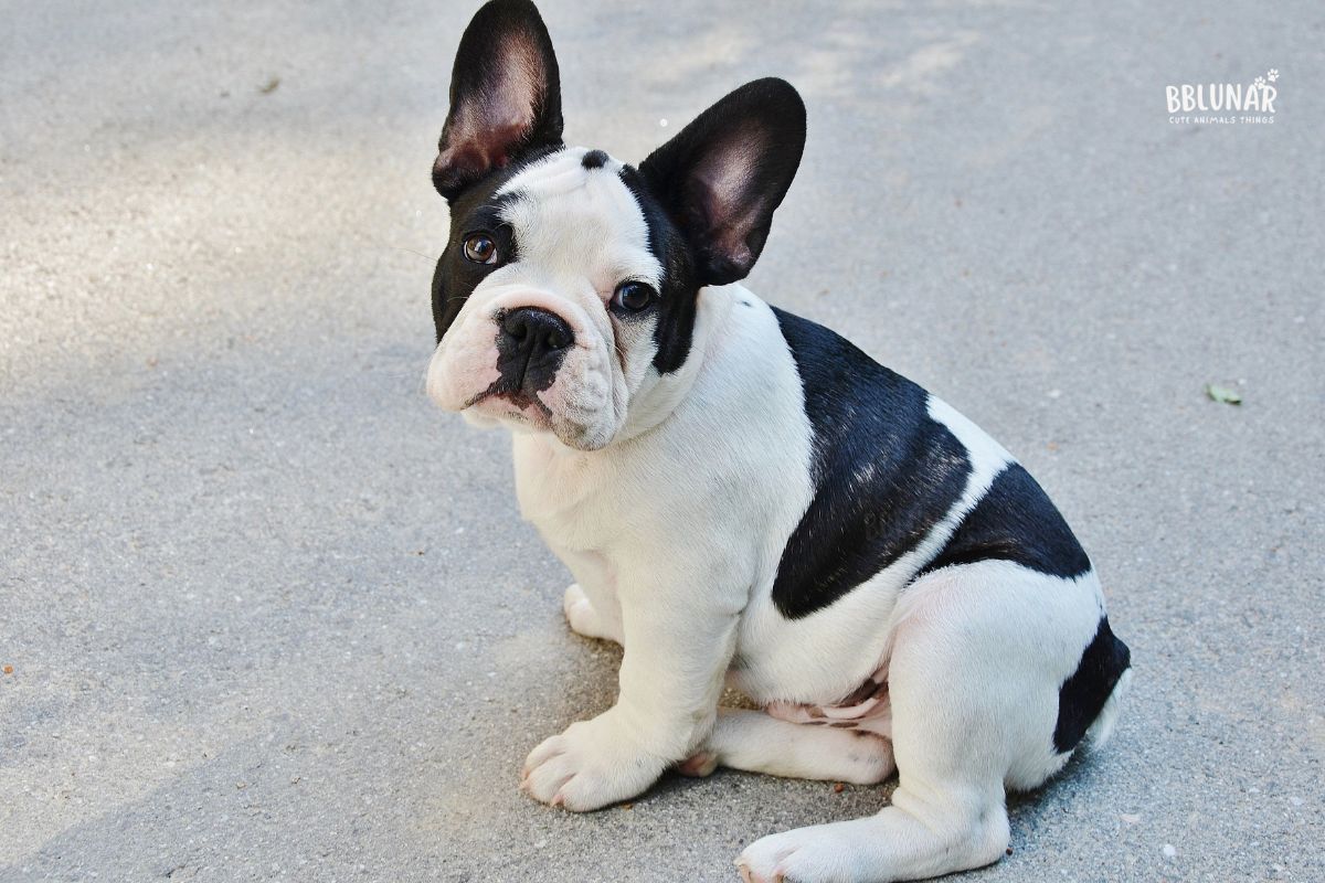 Luxurious Dog Breeds - French Bulldog