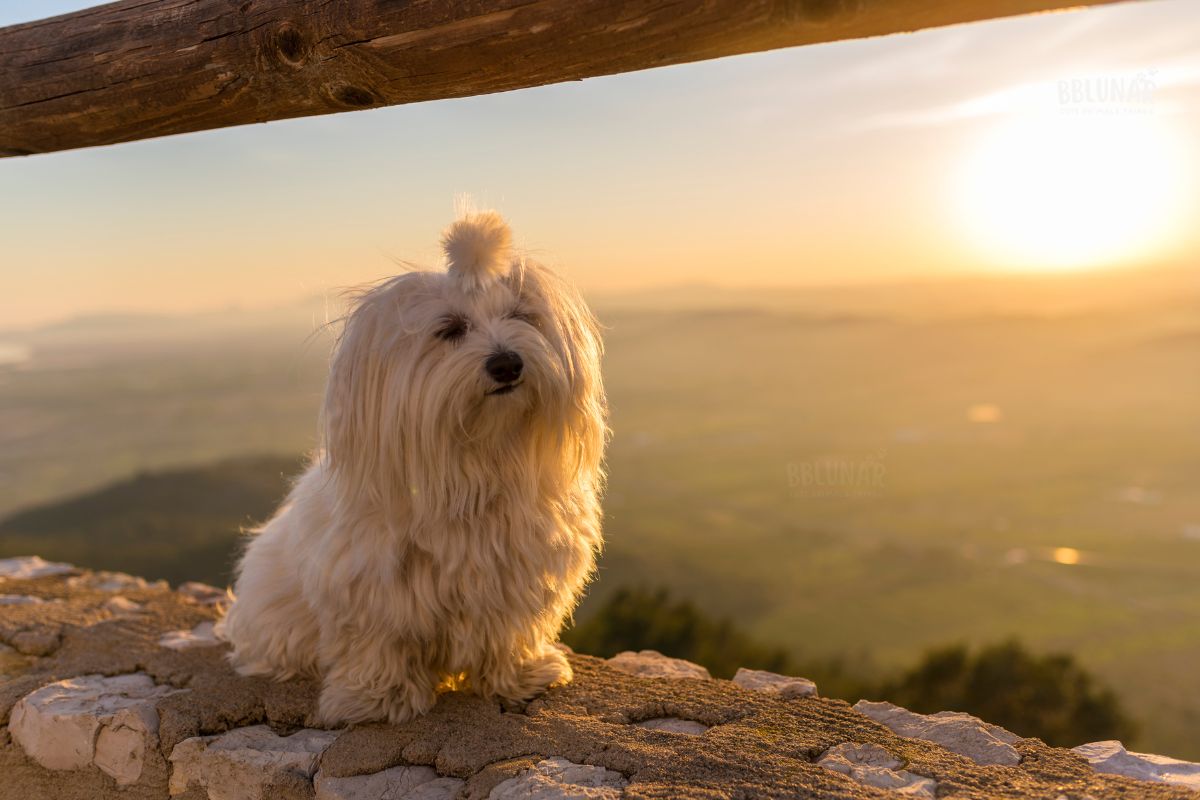 Luxurious Dog Breeds - Maltese