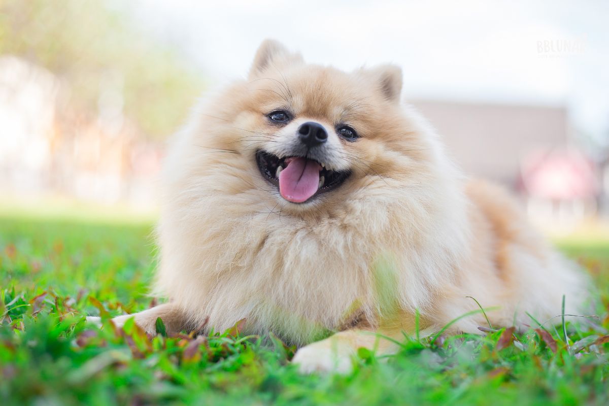 Luxurious Dog Breeds - Pomeranian