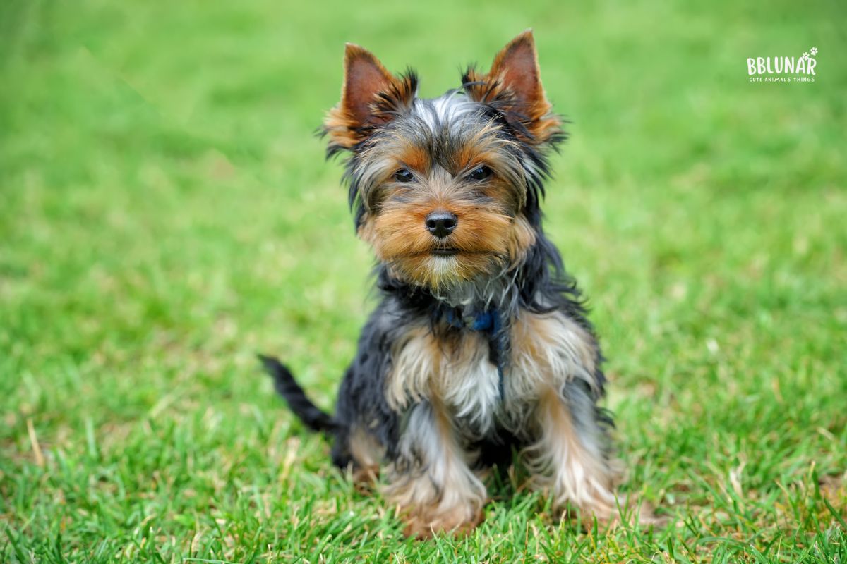 Luxurious Dog Breeds - Yorkshire Terrier