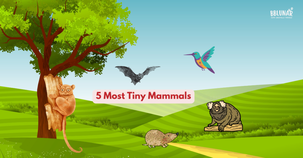 Most Tiny Mammals
