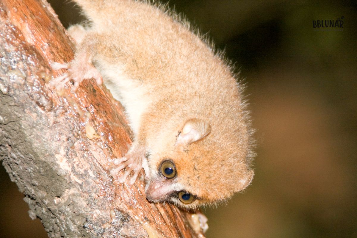 Tiny Mammals -  Mouse lemur